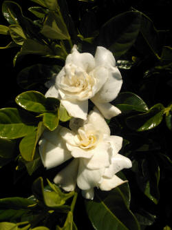 gardenia florida