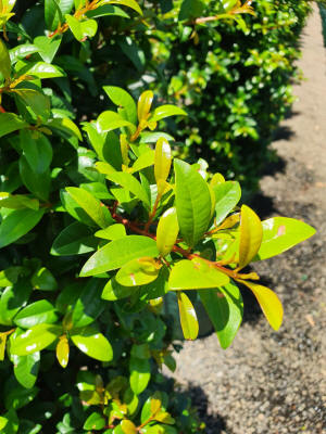 syzygium Straight and Narrow