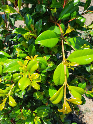 syzygium resilience