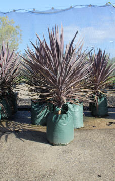 Cordyline australis Red Sensation