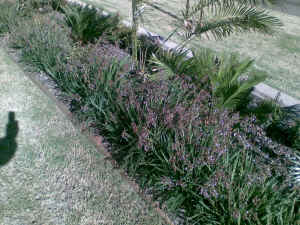 Dianella Streetscape