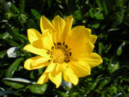 Gazania Rigen Yellow