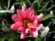 Gazania Rigen Pink