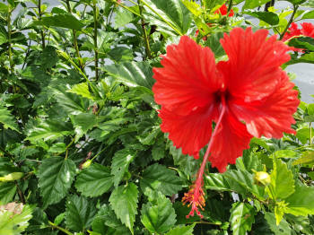 Hibiscus Psyche Red flower