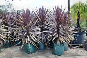 Cordyline Red Sensation