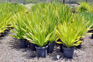 Doryanthes palmerii 