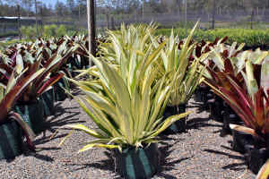 Furcraea foetida variegata