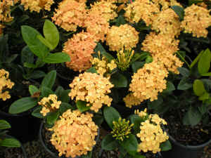 Ixora Yellow Dwarf Flower