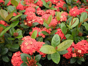 Ixora Orange Dwarf flower