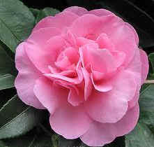 Camellia Sasanqua Jennifer Susan