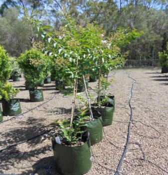 Lagerstroemia Natchez