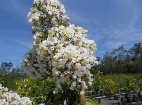 Lagerstroemia Natchez