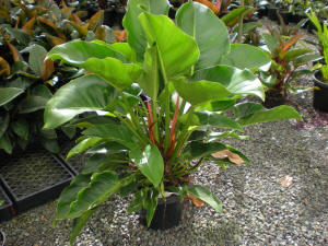 Philodendron Congo