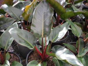 philodendron Rojo Congo.jpg