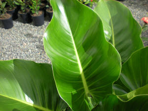Philodendron Congo leaf