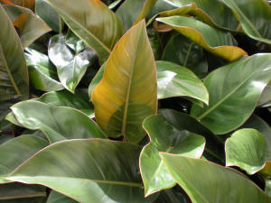 philodendron Rojo Congo.jpg