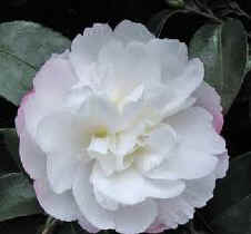 Camellia Sasanqua pure silk