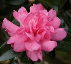 Camellia Sasanqua Sparkling Burgundy