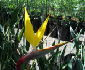 Strelitzia  Mandella