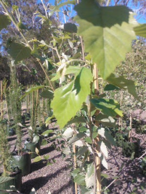 Betula nigra