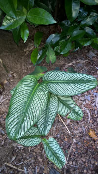 calathea