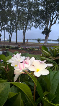 Plumeria pudica pink