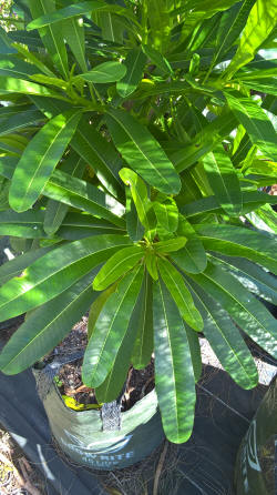 plumeria sericifolia leaf
