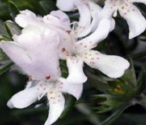 westringea zena flower