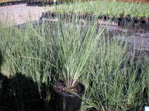 Lomandra Crackerjack �