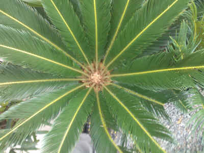 Cycas revoluta leaf