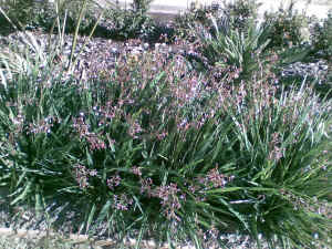 Dianella Streetscape