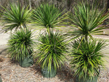 Dracaena cambodiana