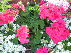 geranium big pink