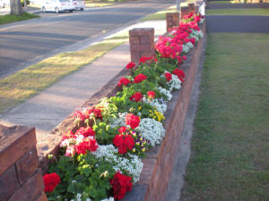 geranium big red