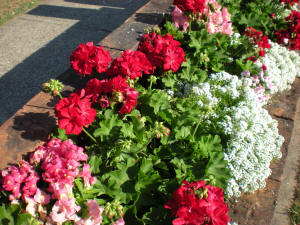 Geranium big red