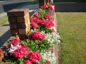 geranium big pink