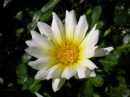 Gazania Rigen White