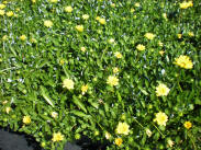 Gazania Rigen Yellow