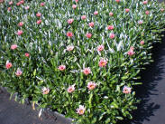 Gazania Rigen Pink