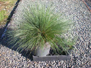Lomandra Crackerjack �