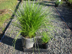 Lomandra Tilga �