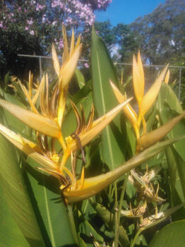 Heliconia Gold Torch