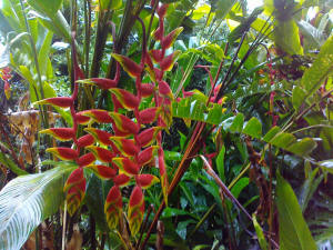 heliconia rostrata