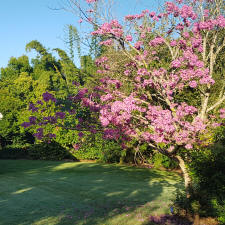 Tabebuia pink