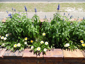 Salvia garden