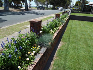 gazania zanys lemon frost