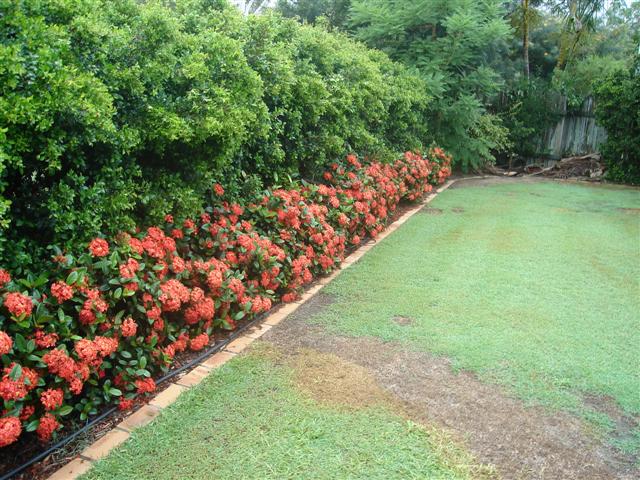 Ixora Prince of orange dwarf garden