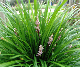 ISABELLA® Liriope muscari 'LIRF' PBR