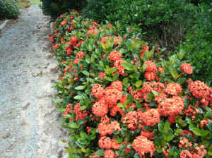 Ixora Orange Dwarf Syn Maui