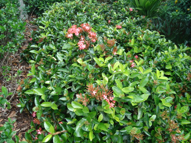 Ixora Pink Malay